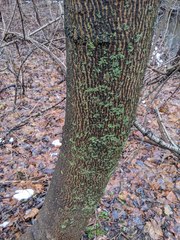 Flavoparmelia caperata