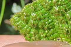 Hermannia transvaalensis