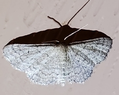 Idaea violacearia