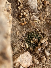 Mammillaria peninsularis