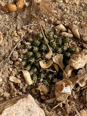 Mammillaria peninsularis