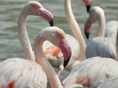 Phoenicopterus roseus