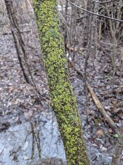 Flavoparmelia caperata