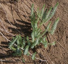 Euphorbia portlandica