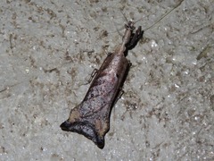 Pseudacanthops