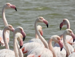 Phoenicopterus roseus