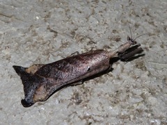 Pseudacanthops