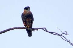 Falco deiroleucus
