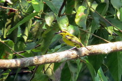 Todirostrum chrysocrotaphum