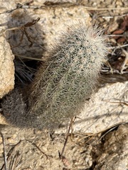 Echinocereus sciurus