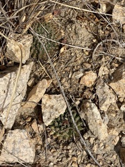 Mammillaria peninsularis