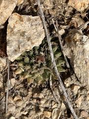 Mammillaria peninsularis