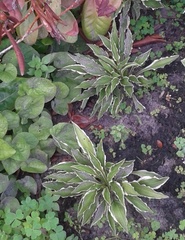 Hosta longipes gracillima