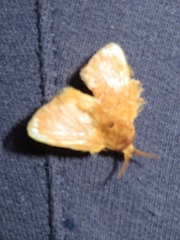 Euglyphis vitripuncta