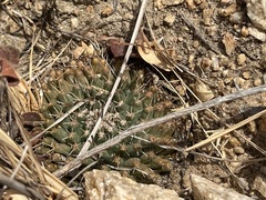Mammillaria peninsularis