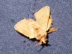 Euglyphis vitripuncta