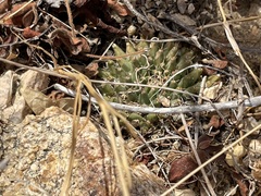 Mammillaria peninsularis