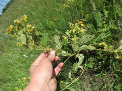 Hermannia transvaalensis