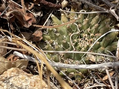 Mammillaria peninsularis