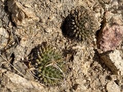 Mammillaria peninsularis