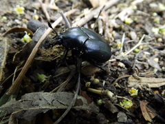 Cotinis antonii