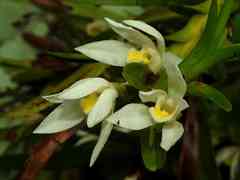 Maxillaria lutescens