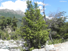Podocarpus salignus