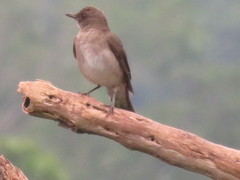 Turdus ignobilis debilis