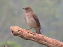 Turdus ignobilis debilis