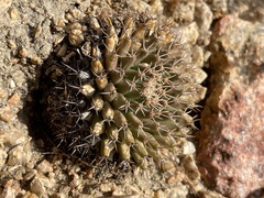 Mammillaria peninsularis