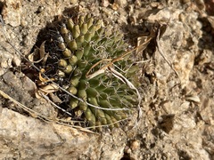 Mammillaria peninsularis