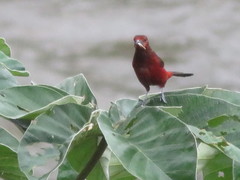 Ramphocelus melanogaster