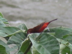 Ramphocelus melanogaster