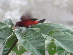 Ramphocelus melanogaster