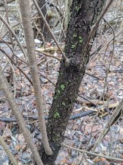 Flavoparmelia caperata