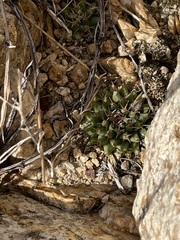 Mammillaria peninsularis