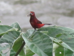 Ramphocelus melanogaster