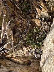 Mammillaria peninsularis