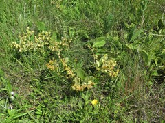 Hermannia transvaalensis