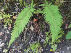 Polystichum chilense