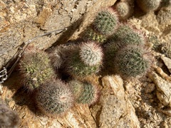 Echinocereus sciurus