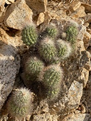 Echinocereus sciurus