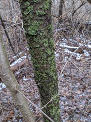 Flavoparmelia caperata