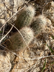 Echinocereus sciurus