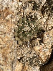Mammillaria peninsularis