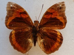 Opsiphanes cassina chiriquensis