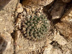 Mammillaria peninsularis
