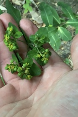 Euphorbia platyphyllos