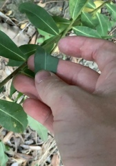 Euphorbia platyphyllos