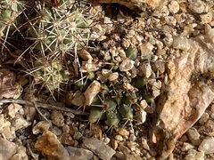 Mammillaria peninsularis
